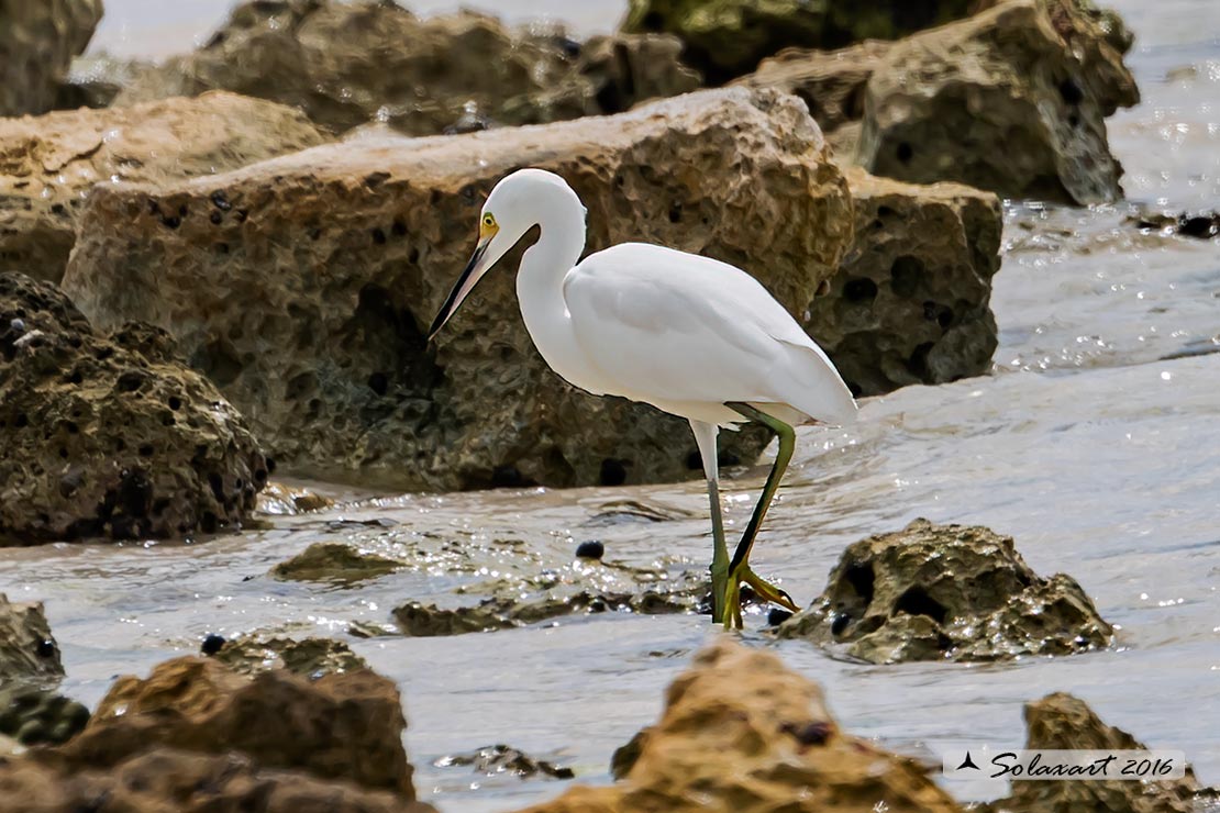 Egretta thula - Garzetta nivea - Snowy egret