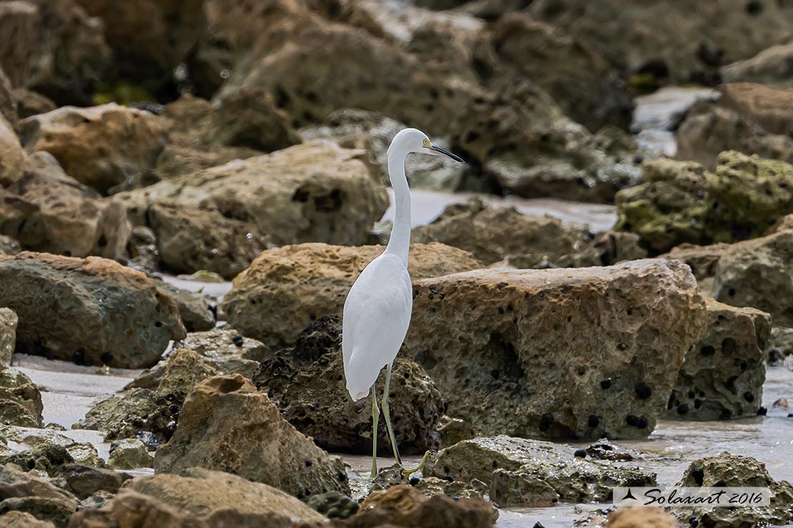 Egretta thula - Garzetta nivea - Snowy egret