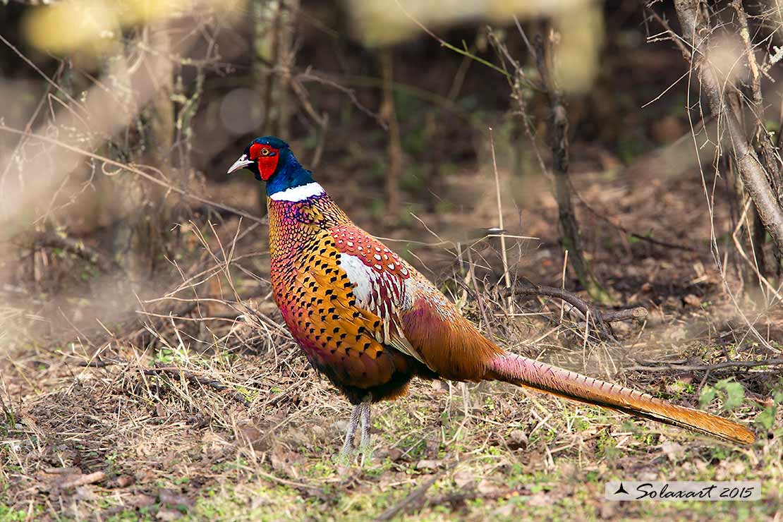 Phasianus colchicus: Fagiano ; Pheasant