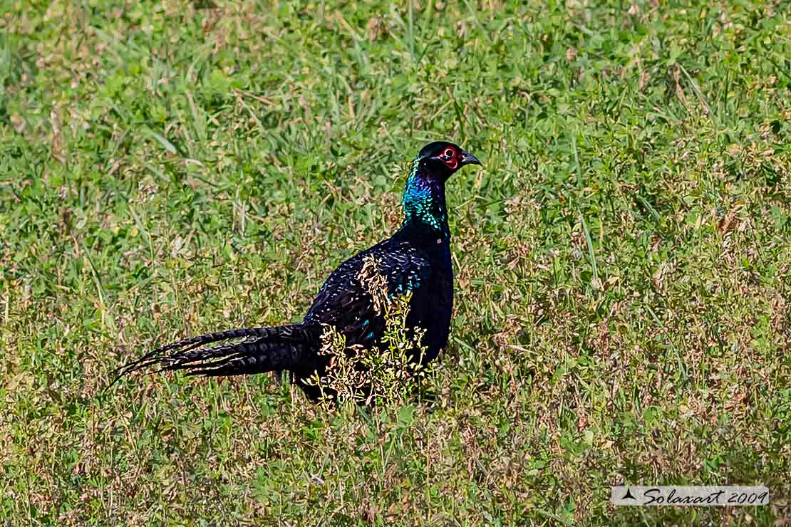 Phasianus colchicus tenebrosus: Fagiano tenebroso; Black pheasant