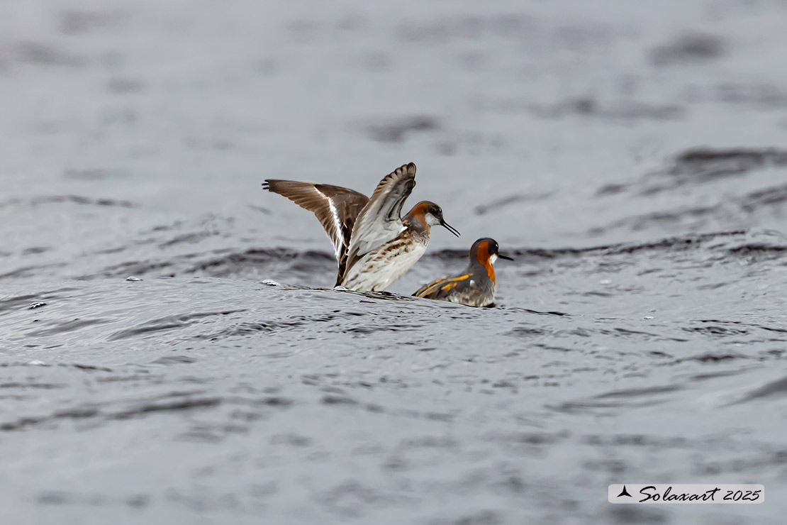 Phalaropus lobatus - Falaropo beccosottile - Red-necked phalarope