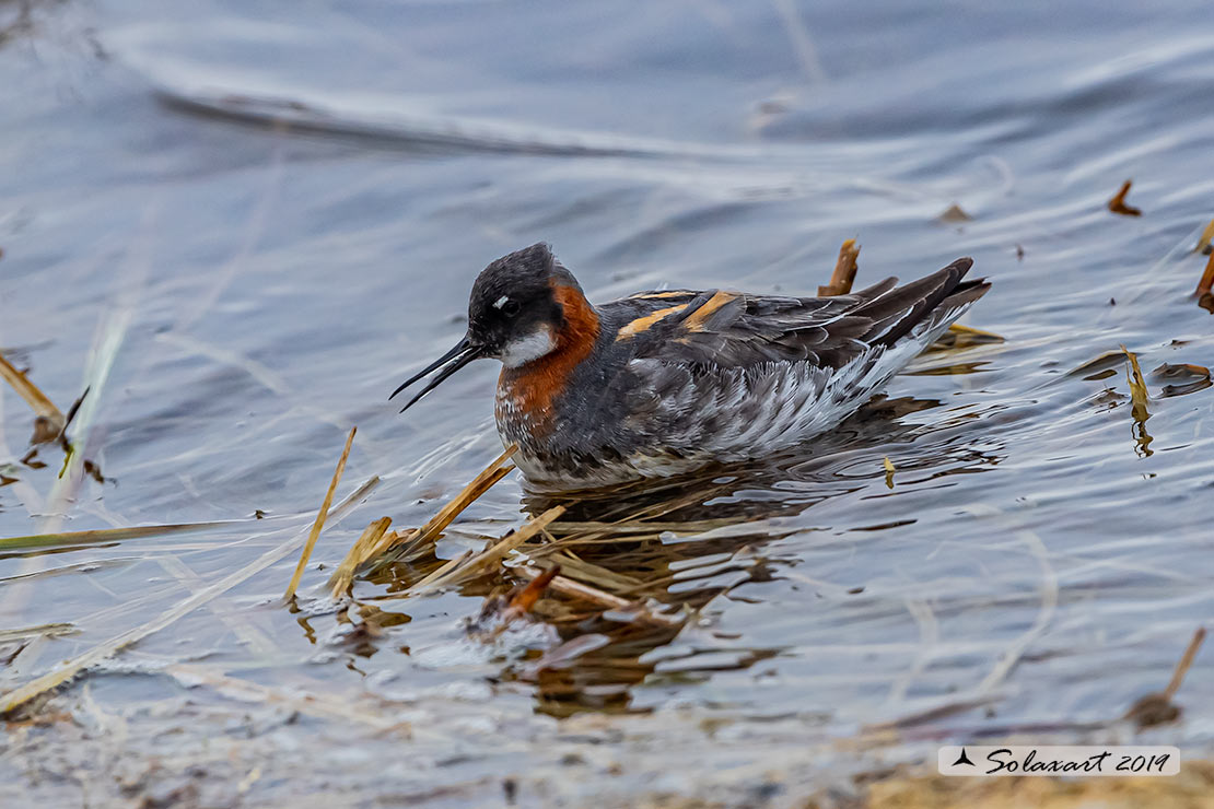 Phalaropus lobatus - Falaropo beccosottile - Red-necked phalarope