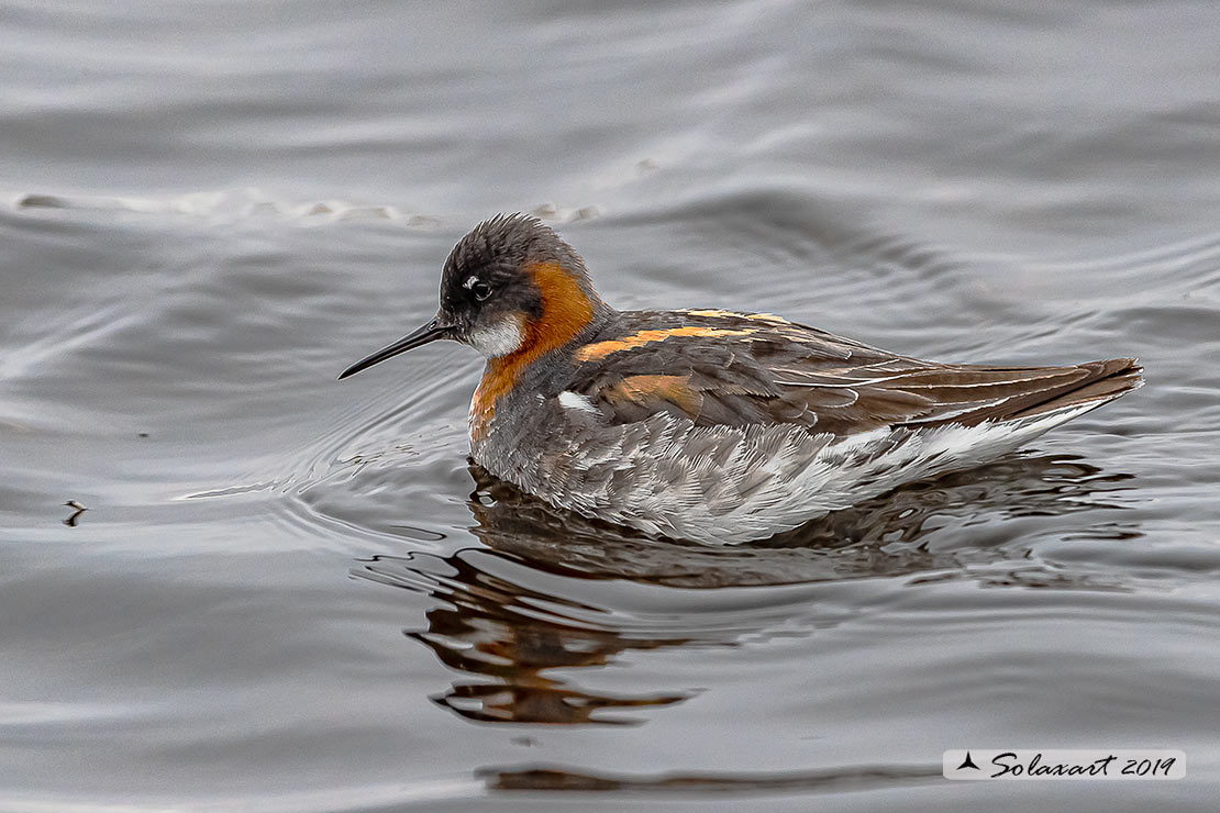 Phalaropus lobatus - Falaropo beccosottile - Red-necked phalarope