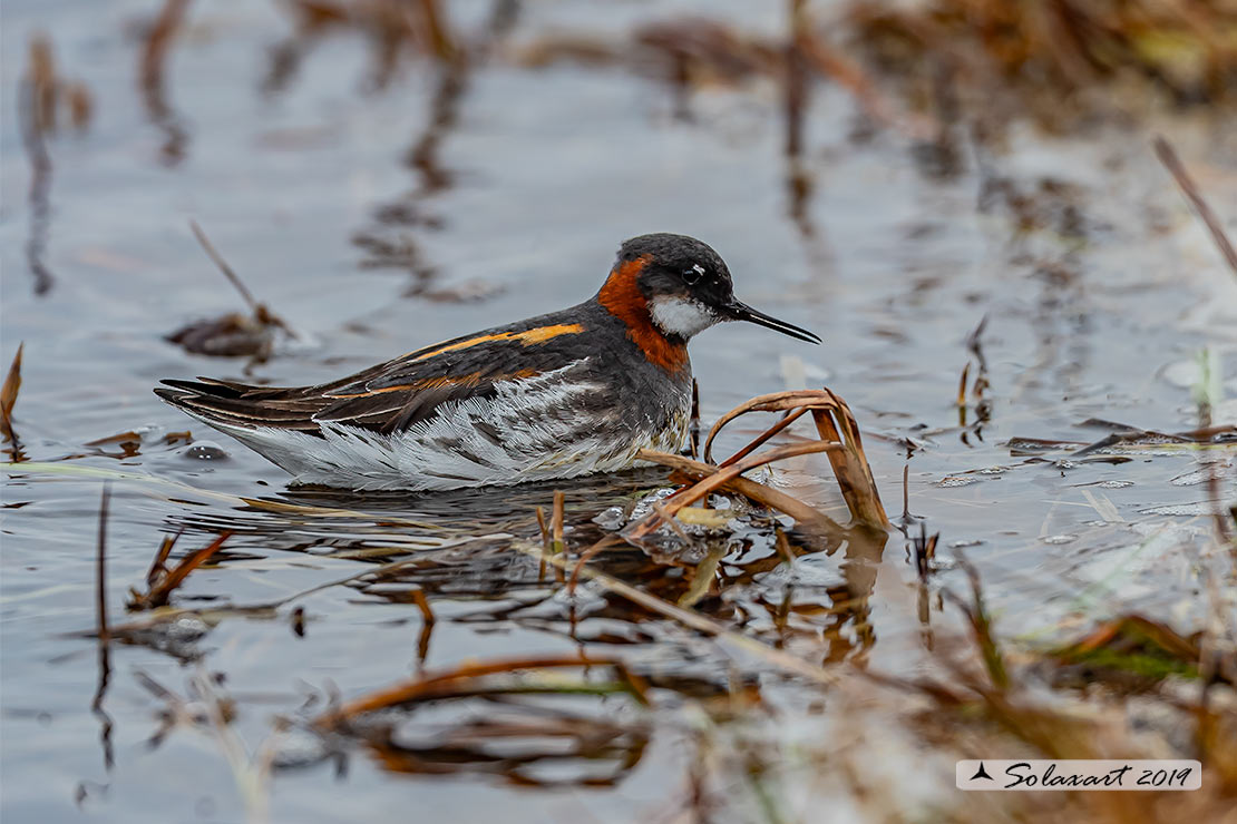 Phalaropus lobatus - Falaropo beccosottile - Red-necked phalarope
