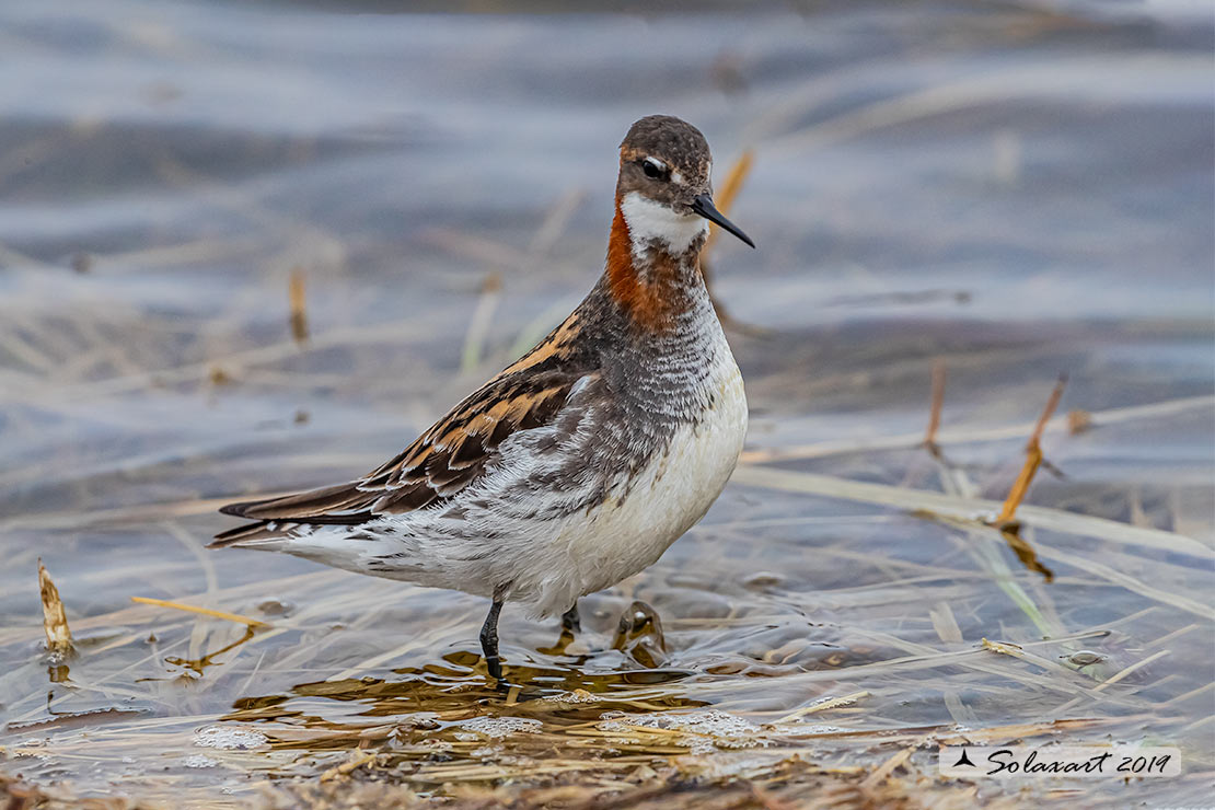 Phalaropus lobatus - Falaropo beccosottile - Red-necked phalarope