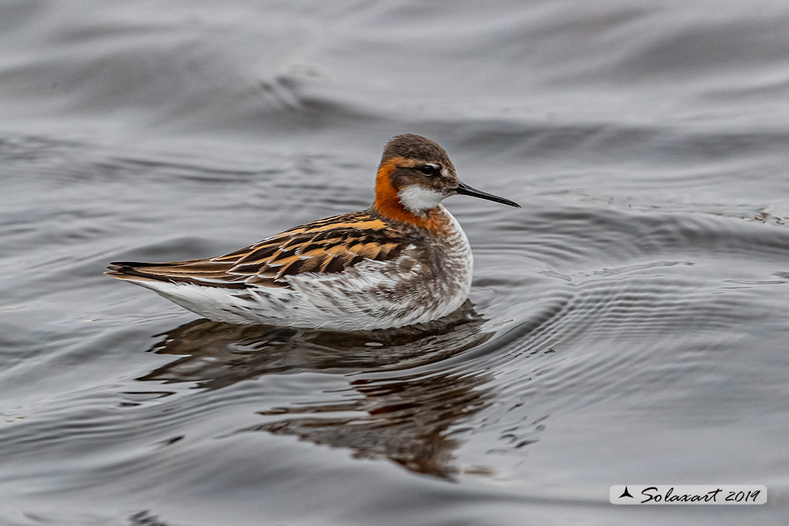Phalaropus lobatus - Falaropo beccosottile - Red-necked phalarope