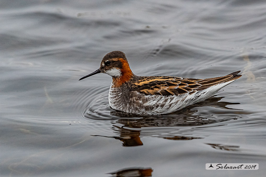 Phalaropus lobatus - Falaropo beccosottile - Red-necked phalarope