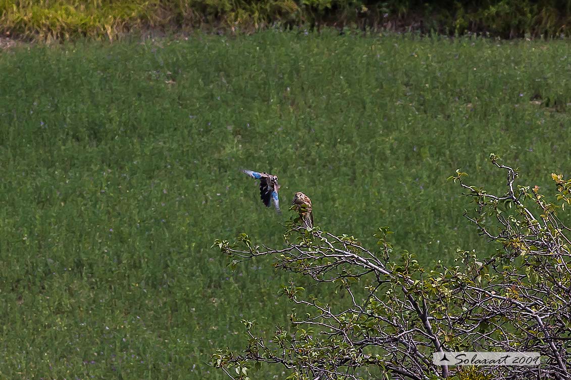 Gheppio  (Falco Tinnunculus)  attaccato da una Ghiandaia 