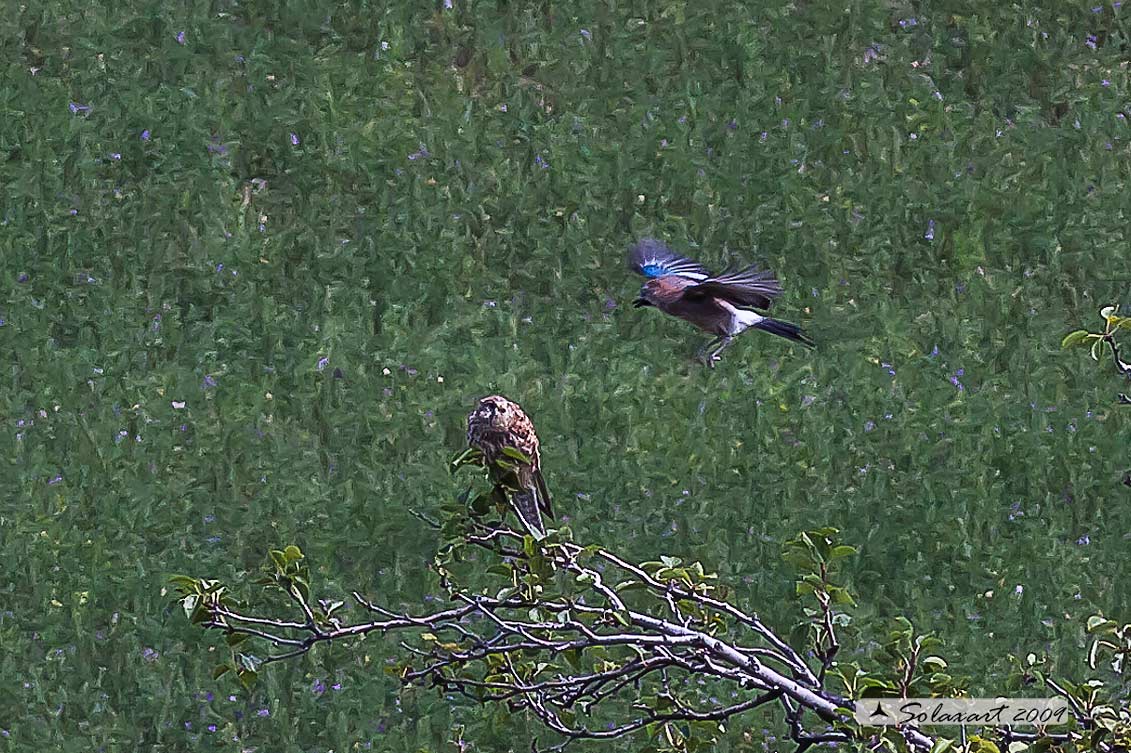 Gheppio  (Falco Tinnunculus)  attaccato da una Ghiandaia 