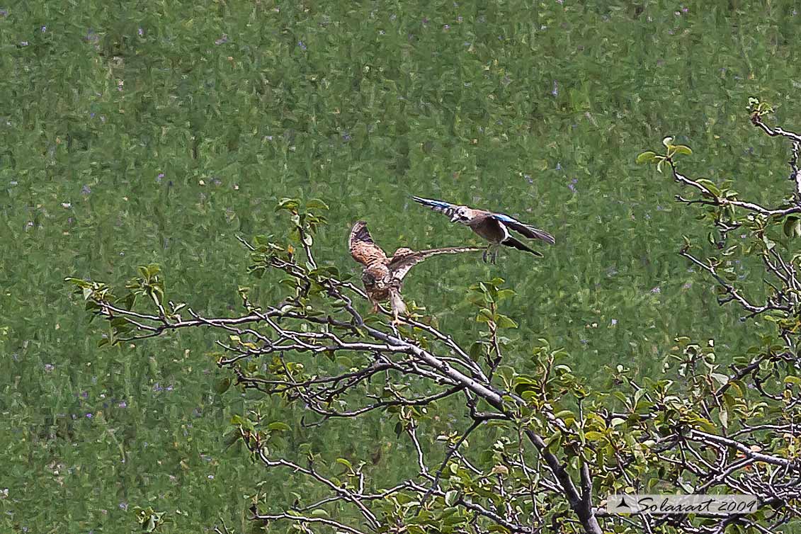 Gheppio (Falco Tinnunculus)  attaccato da una Ghiandaia 