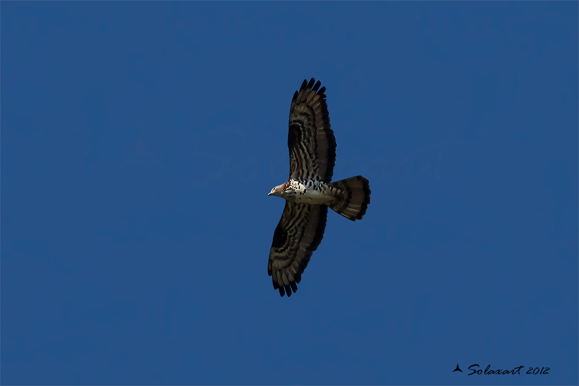 Pernis apivorus: Falco pecchiaiolo; European Honey Buzzard