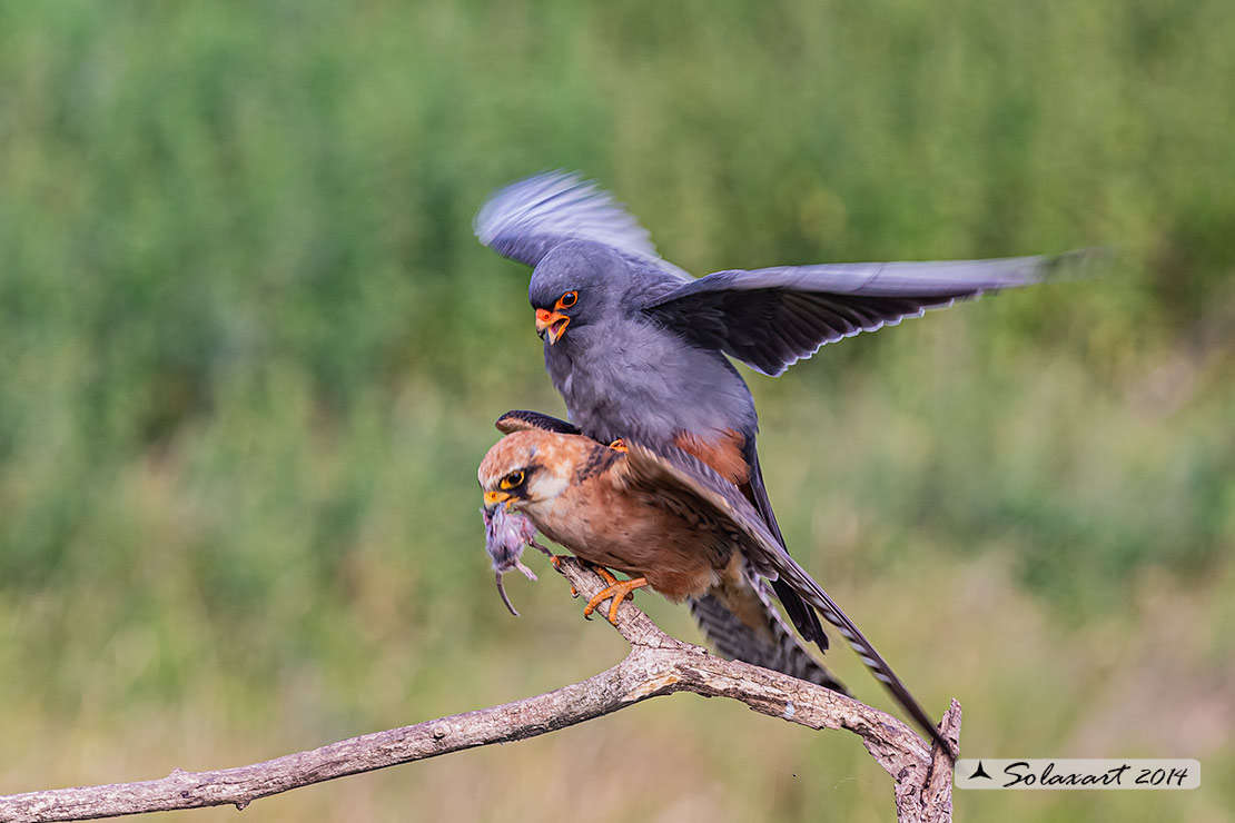 Falco vespertinus: Falco cuculo (copula); Red-footed falcon (mating)