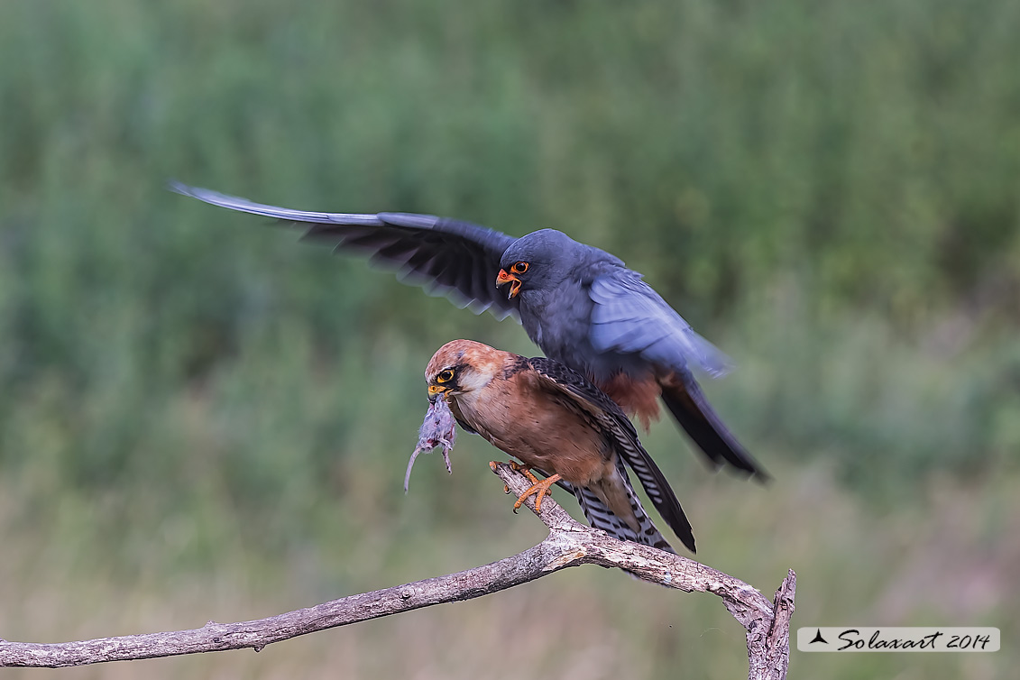 Falco vespertinus: Falco cuculo (copula); Red-footed falcon (mating)