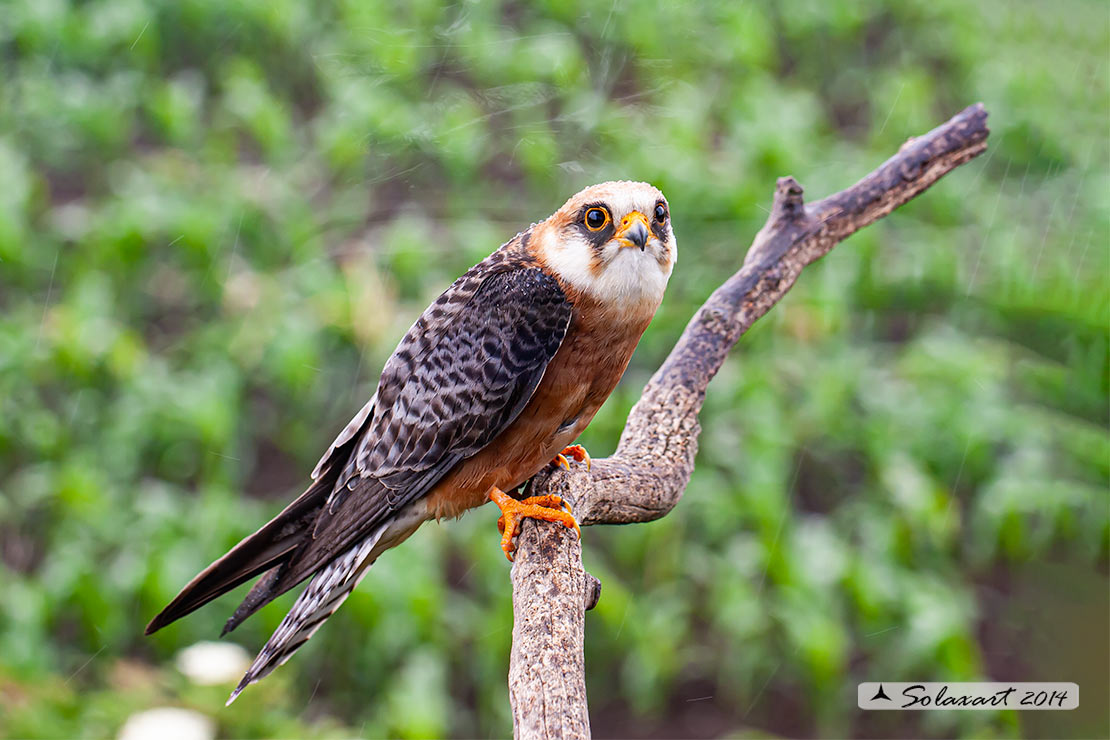 Falco vespertinus: Falco cuculo (femmina); Red-footed falcon (female)