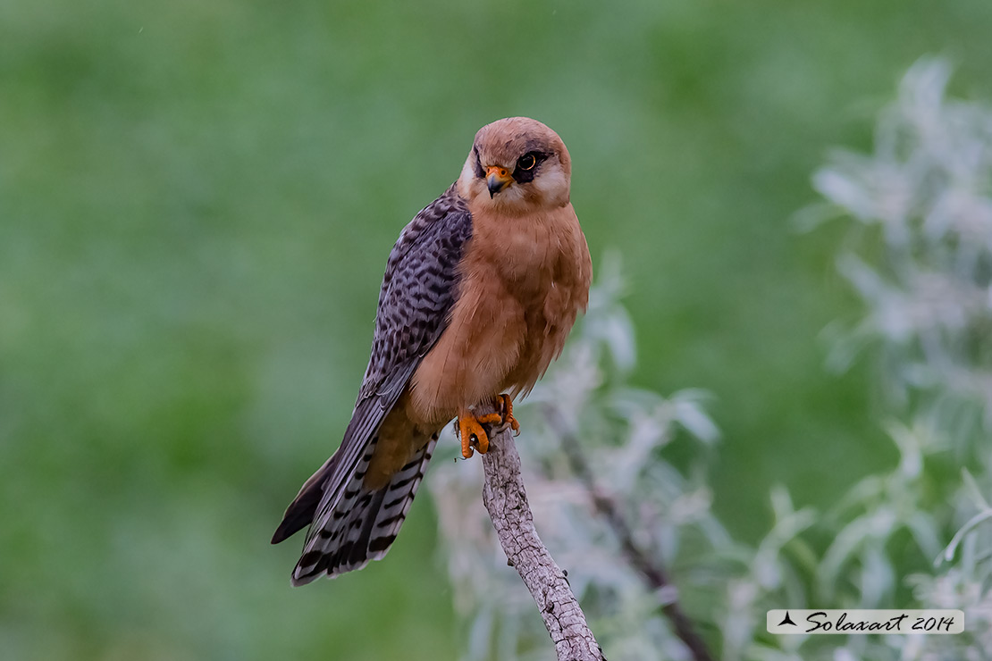 Falco vespertinus: Falco cuculo (femmina); Red-footed falcon (female)