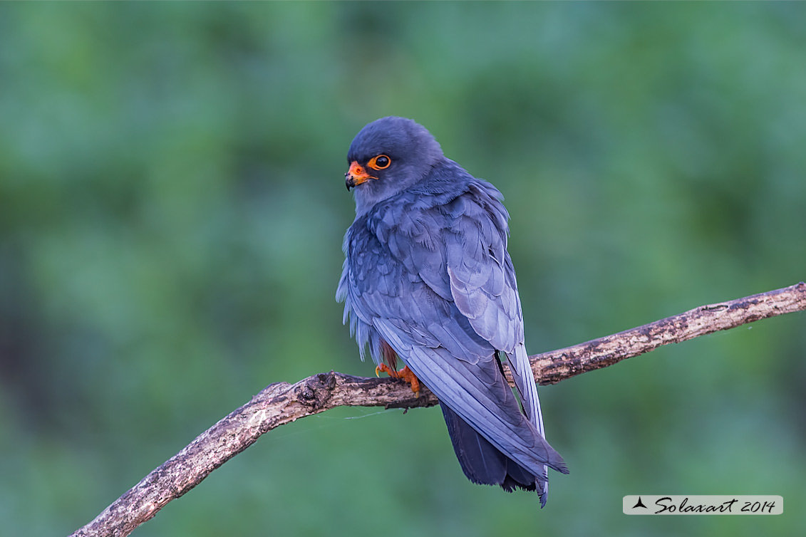Falco vespertinus: Falco cuculo (maschio); Red-footed falcon (male)