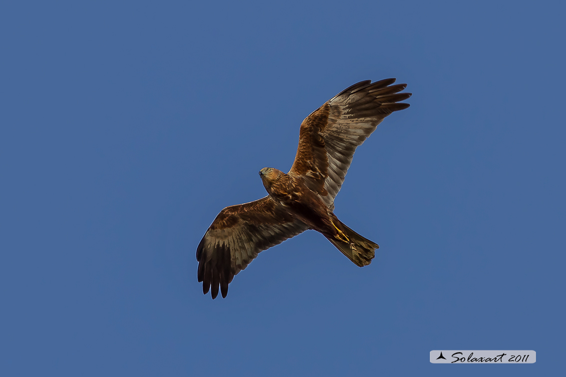 Circus aeruginosus: Falco di palude (femmina) - Western Marsh Harrier (female)