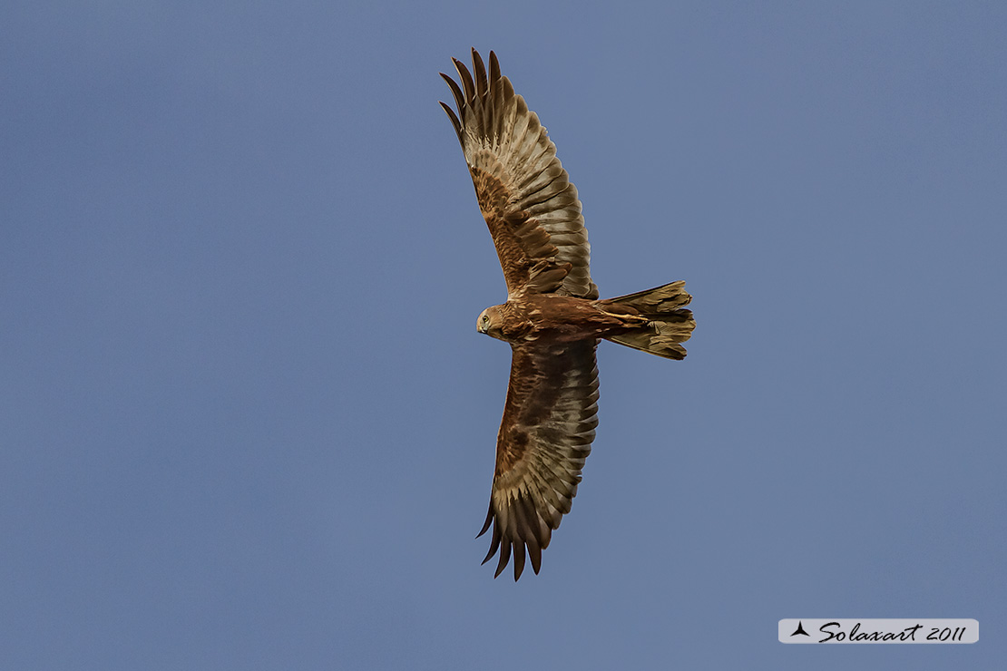 Circus aeruginosus: Falco di palude (femmina) - Western Marsh Harrier (female)