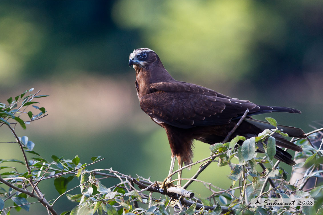 Circus aeruginosus: Falco di palude (femmina) - Western Marsh Harrier (female)