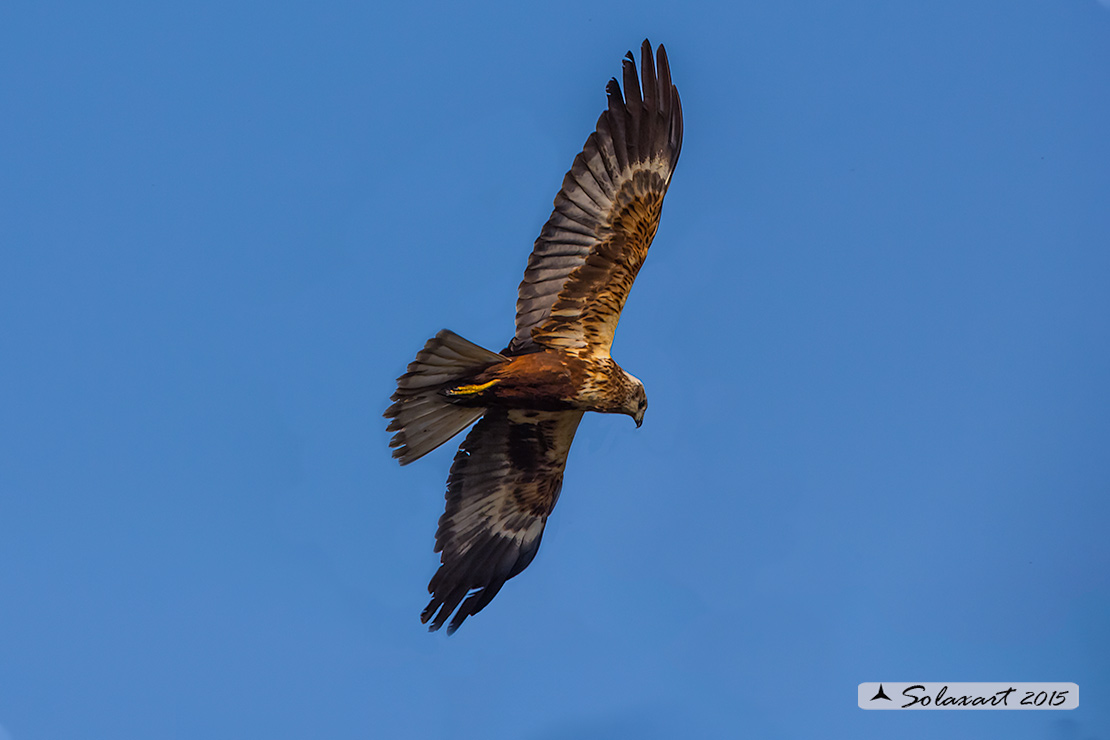 Circus aeruginosus: Falco di palude (femmina) - Western Marsh Harrier (female)