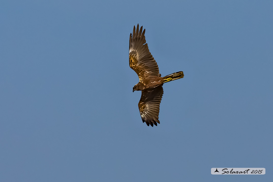 Circus aeruginosus: Falco di palude (femmina) - Western Marsh Harrier (female)