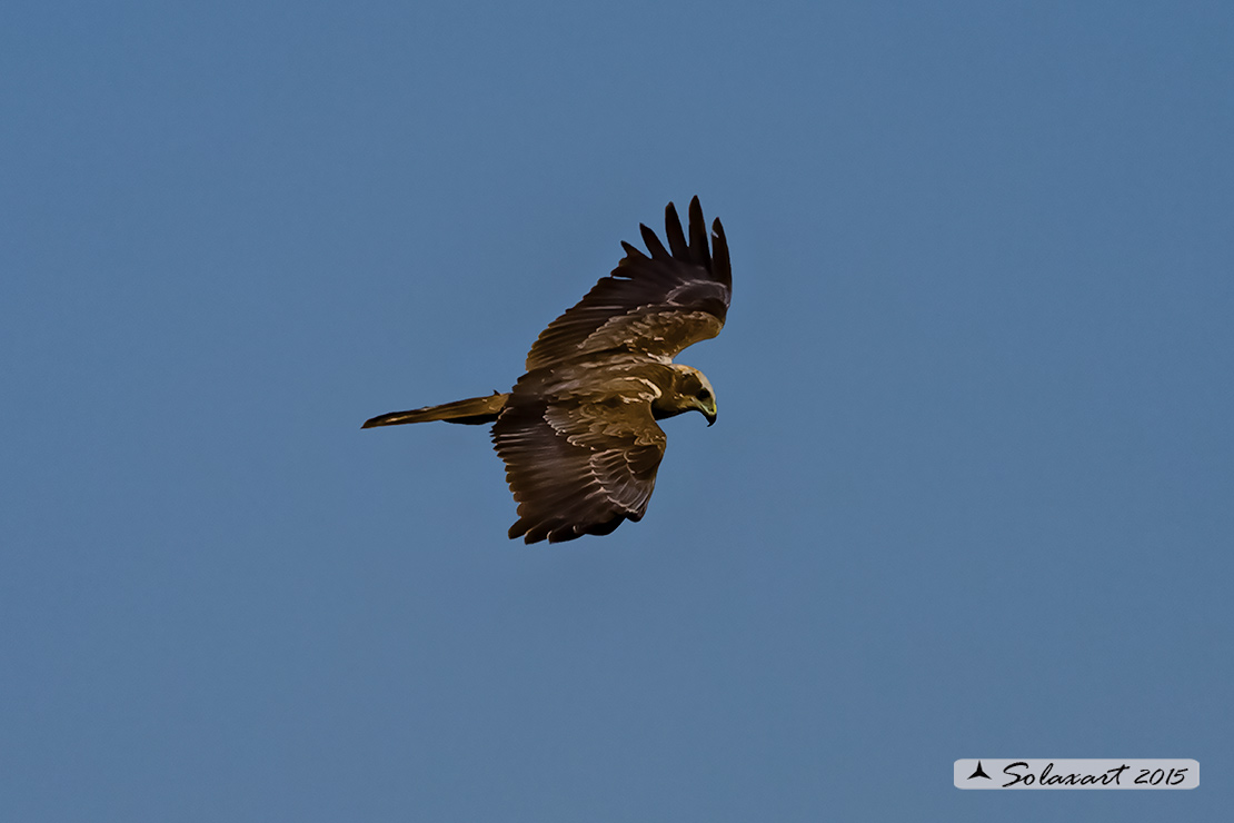 Circus aeruginosus: Falco di palude (femmina) - Western Marsh Harrier (female)
