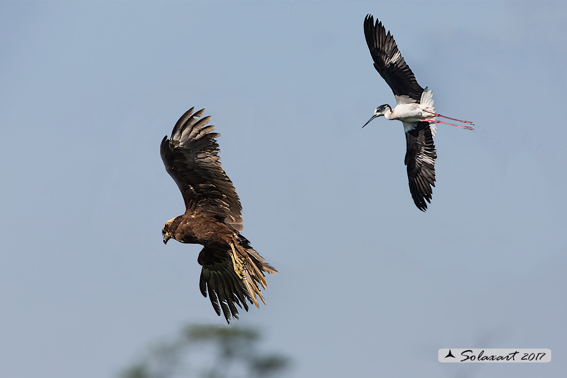 Himantopus himantopus  -  Cavaliere d'Italia, maschio  -  Black-winged Stilt, male