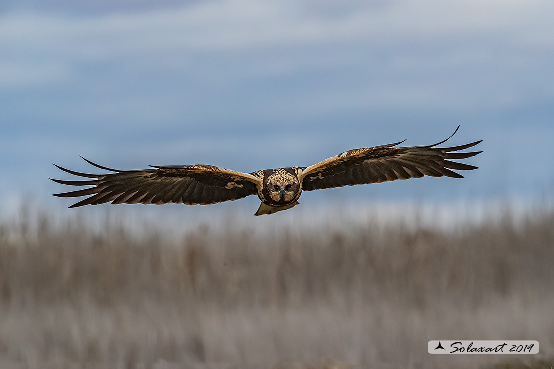 Circus aeruginosus: Falco di palude (femmina) - Western Marsh Harrier (female)