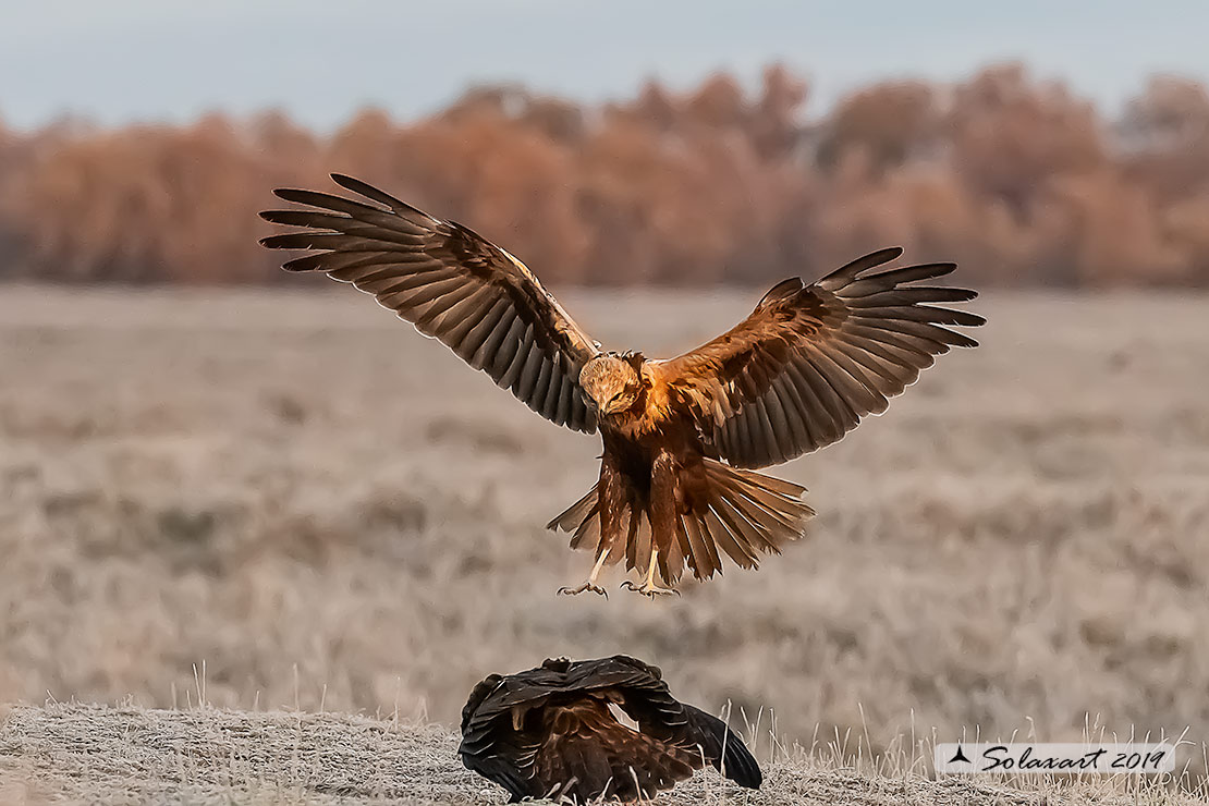 Circus aeruginosus: Falco di palude (femmina) - Western Marsh Harrier (female)
