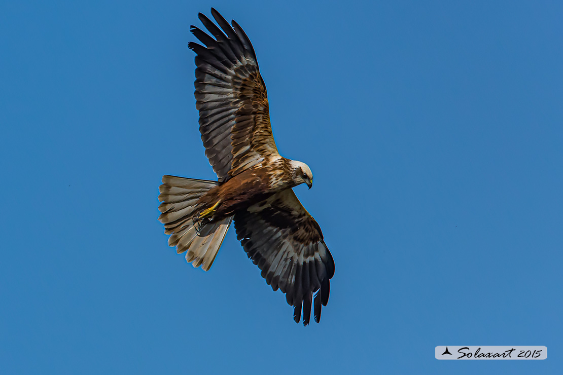 Circus aeruginosus: Falco di palude (maschio) - Western Marsh Harrier (male)