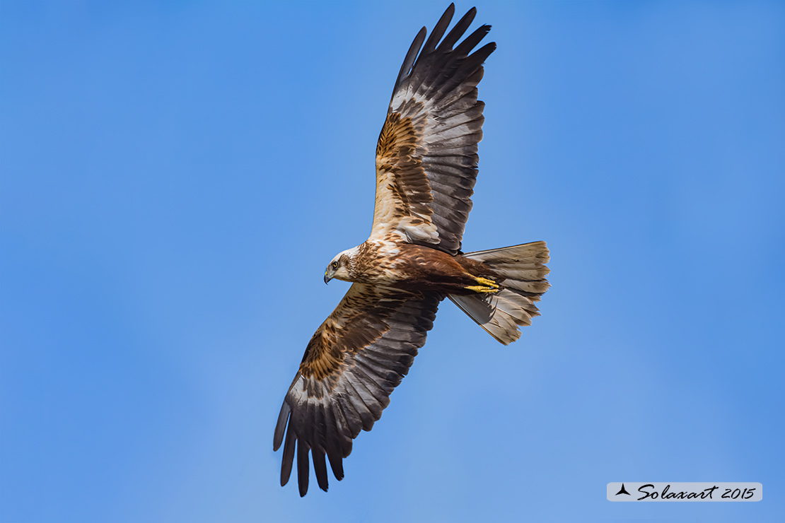 Circus aeruginosus: Falco di palude (maschio) - Western Marsh Harrier (male)