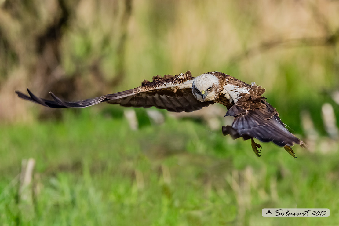 Circus aeruginosus: Falco di palude (maschio) - Western Marsh Harrier (male)