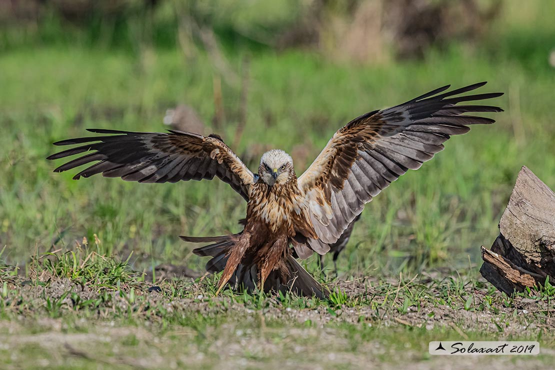 Circus aeruginosus: Falco di palude (maschio) - Western Marsh Harrier (male)