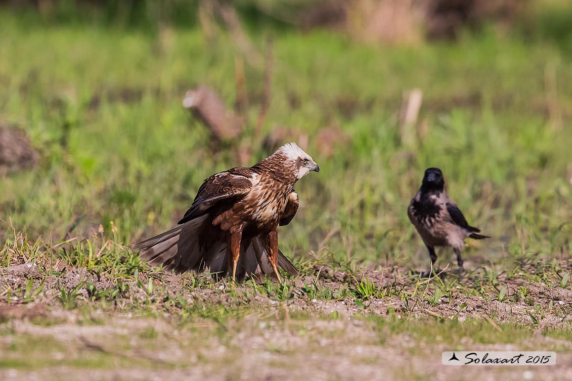 Circus aeruginosus: Falco di palude (maschio) - Western Marsh Harrier (male)