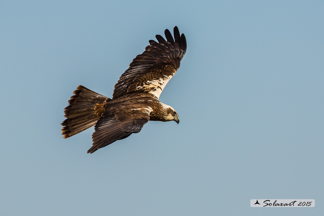 Circus aeruginosus: Falco di palude (maschio) - Western Marsh Harrier (male)