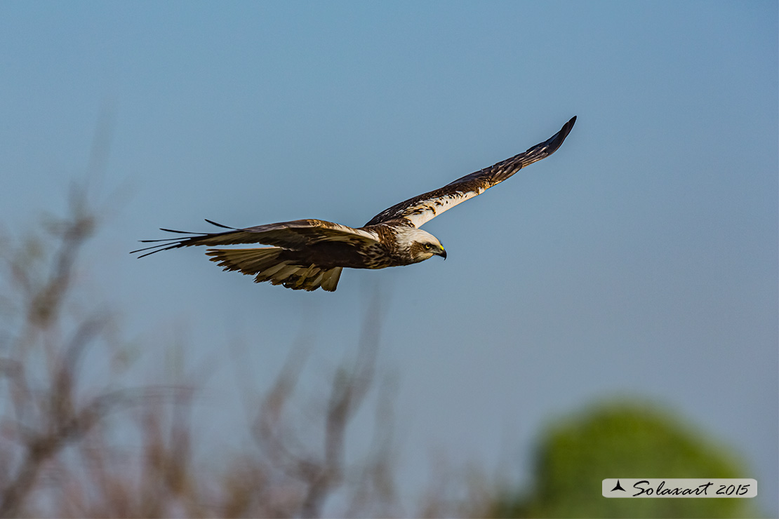 Circus aeruginosus: Falco di palude (maschio) - Western Marsh Harrier (male)