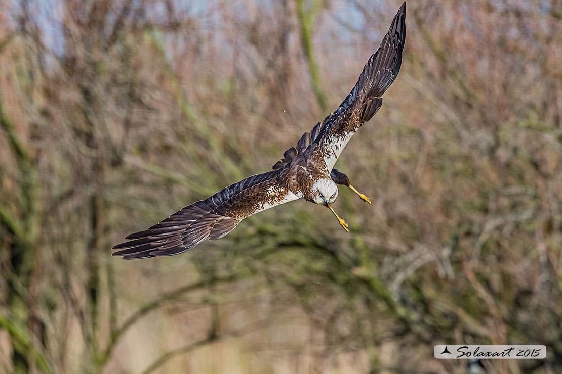 Circus aeruginosus: Falco di palude (maschio) - Western Marsh Harrier (male)