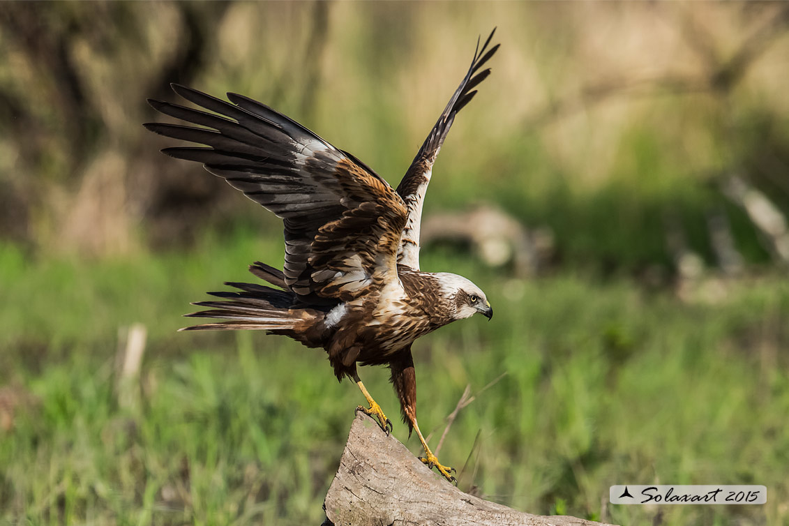Circus aeruginosus: Falco di palude (maschio) - Western Marsh Harrier (male)