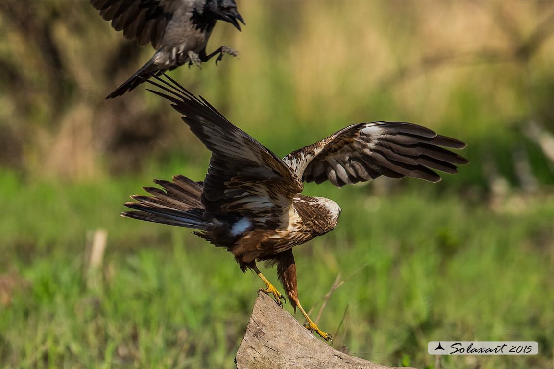 Circus aeruginosus: Falco di palude (maschio) - Western Marsh Harrier (male)
