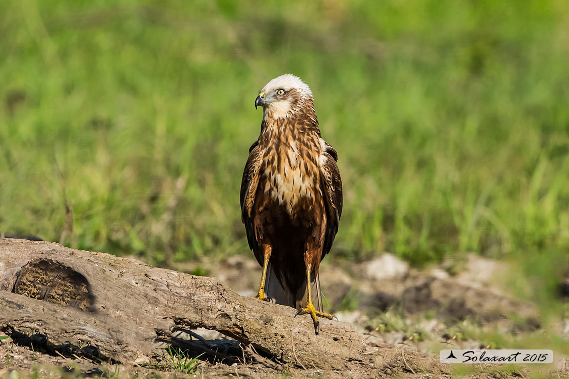 Circus aeruginosus: Falco di palude (maschio) - Western Marsh Harrier (male)