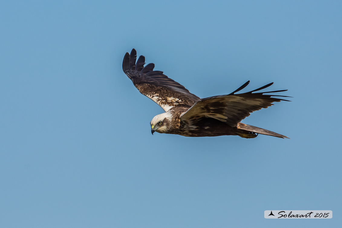 Circus aeruginosus: Falco di palude (maschio) - Western Marsh Harrier (male)