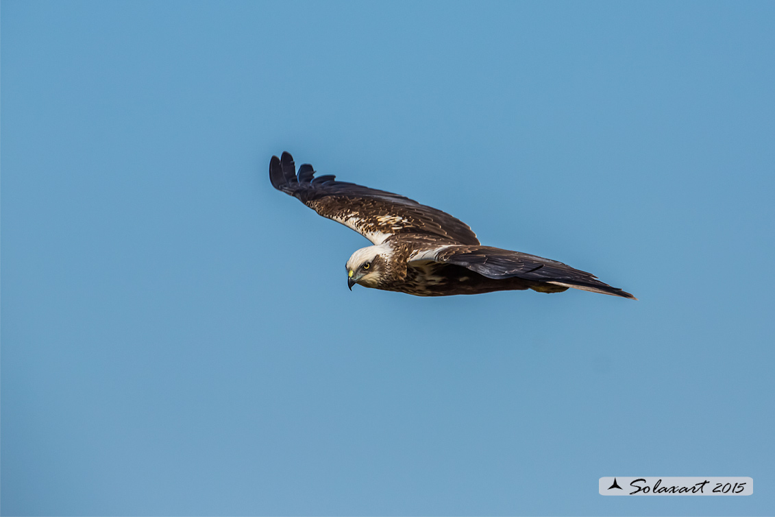 Circus aeruginosus: Falco di palude (maschio) - Western Marsh Harrier (male)