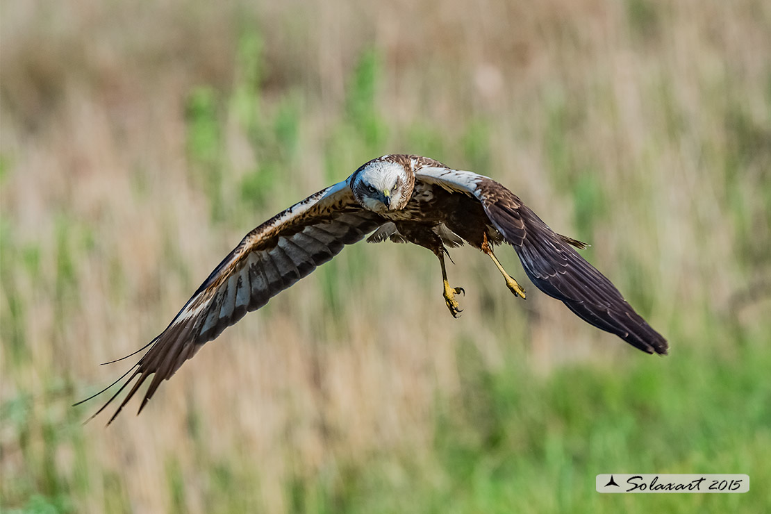 Circus aeruginosus: Falco di palude (maschio) - Western Marsh Harrier (male)