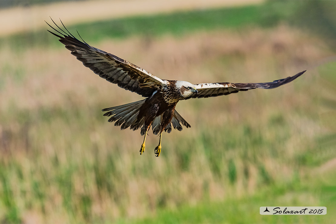 Circus aeruginosus: Falco di palude (maschio) - Western Marsh Harrier (male)