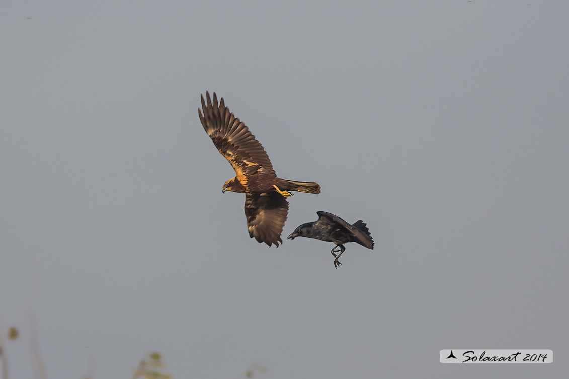 Corvus corone  - Cornacchia nera, attacca Falco di palude