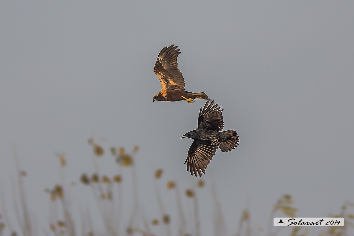 Corvus corone  - Cornacchia nera, attacca Falco di palude