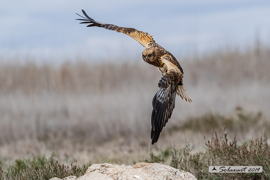 Circus aeruginosus: Falco di palude (maschio) - Western Marsh Harrier (male)