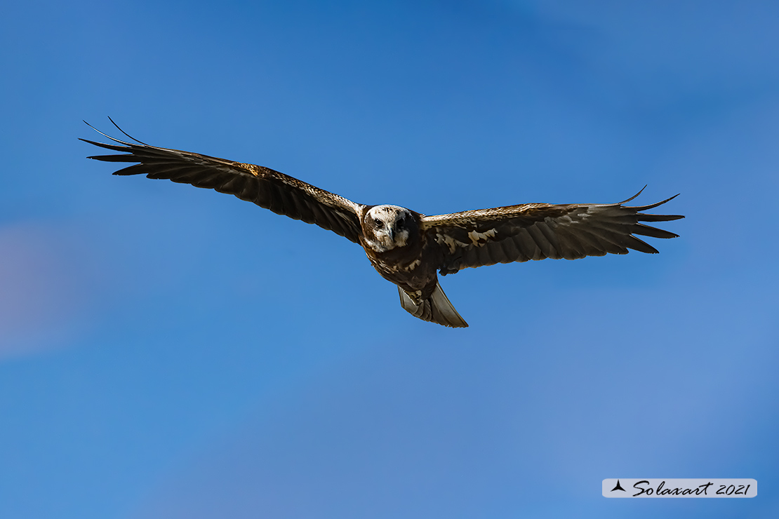 Circus aeruginosus: Falco di palude (maschio) - Western Marsh Harrier (male)