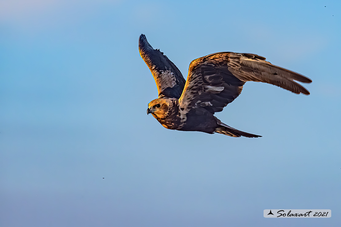 Circus aeruginosus: Falco di palude (femmina) - Western Marsh Harrier (female)