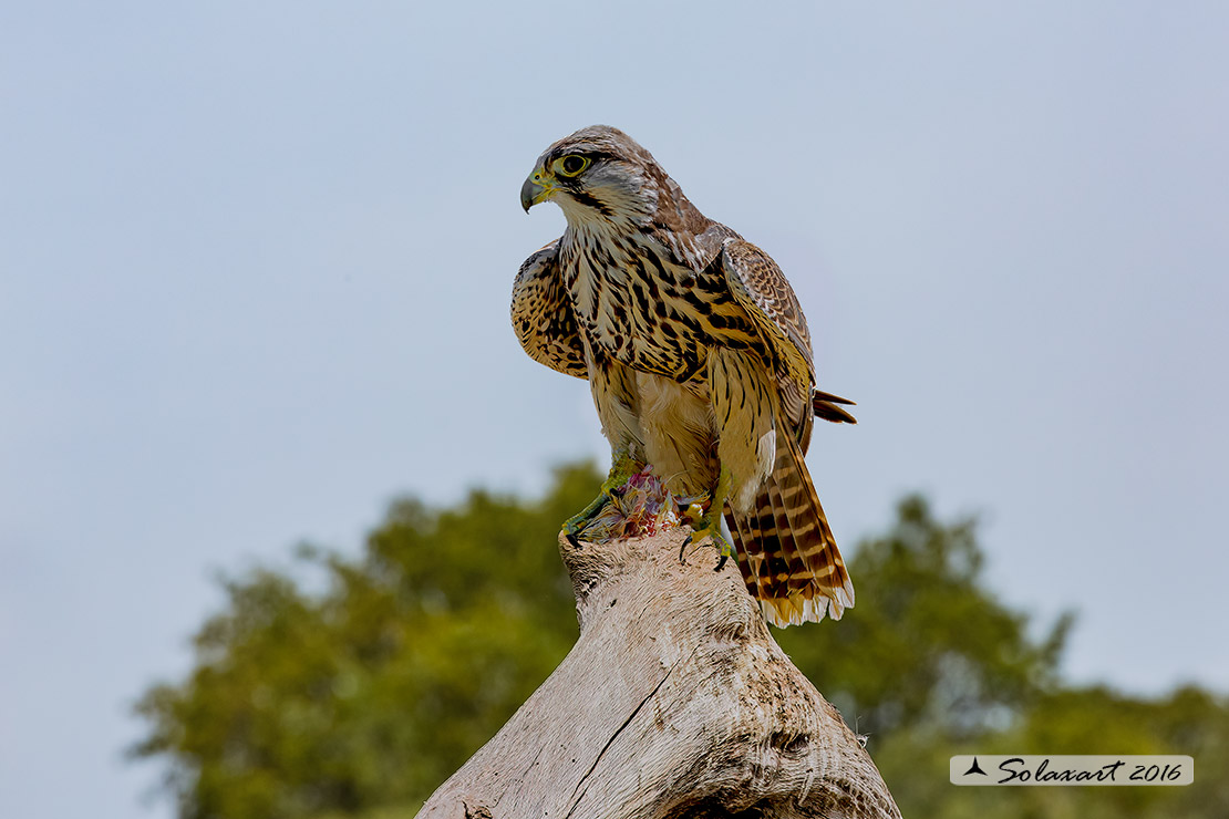 Falco biarmicus: Falco lanario; Lanner falcon